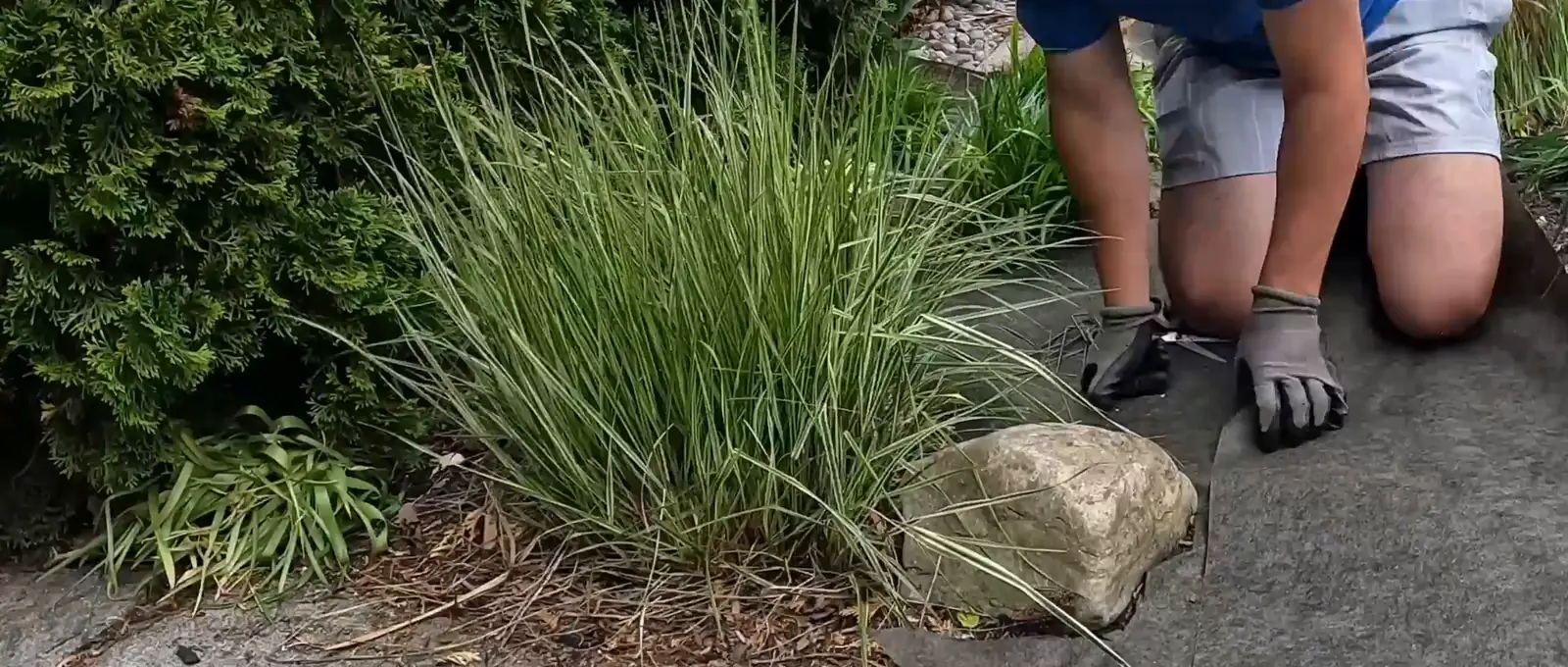 Bluewater crew member laying landscape fabric in a garden bed beside ornamental grasses