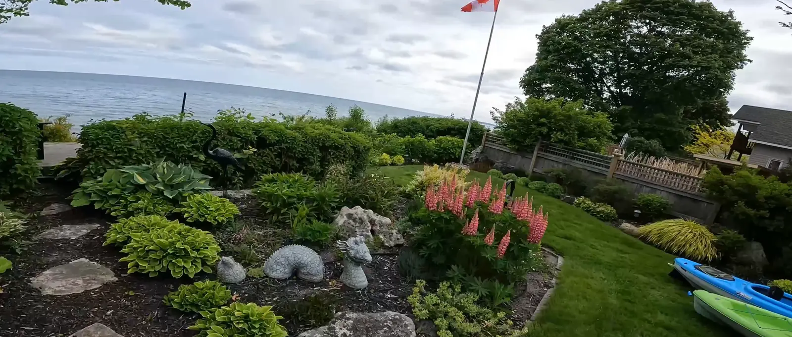 Rock garden with lupins and hostas on a lawn with the lake behind it, Sarnia area