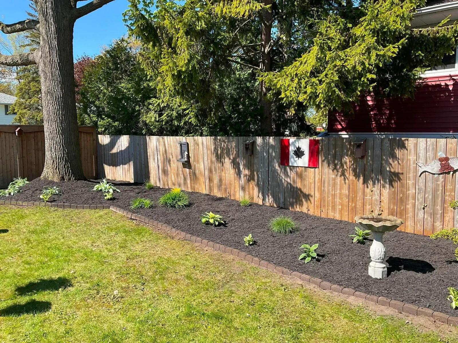 New backyard garden bed with young plants along a fence