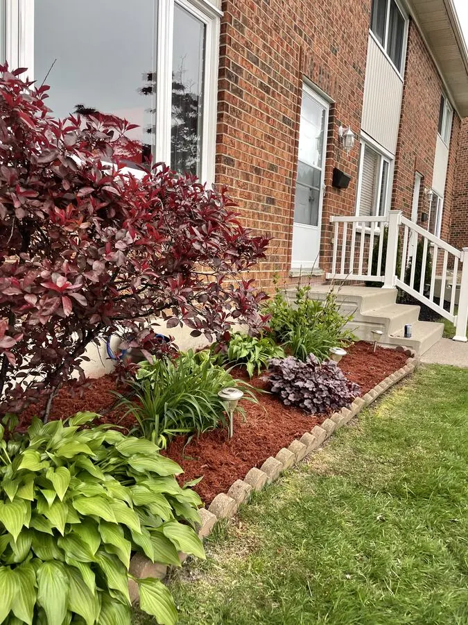 Front garden bed with hostas, red-leaf shrubs and red mulch