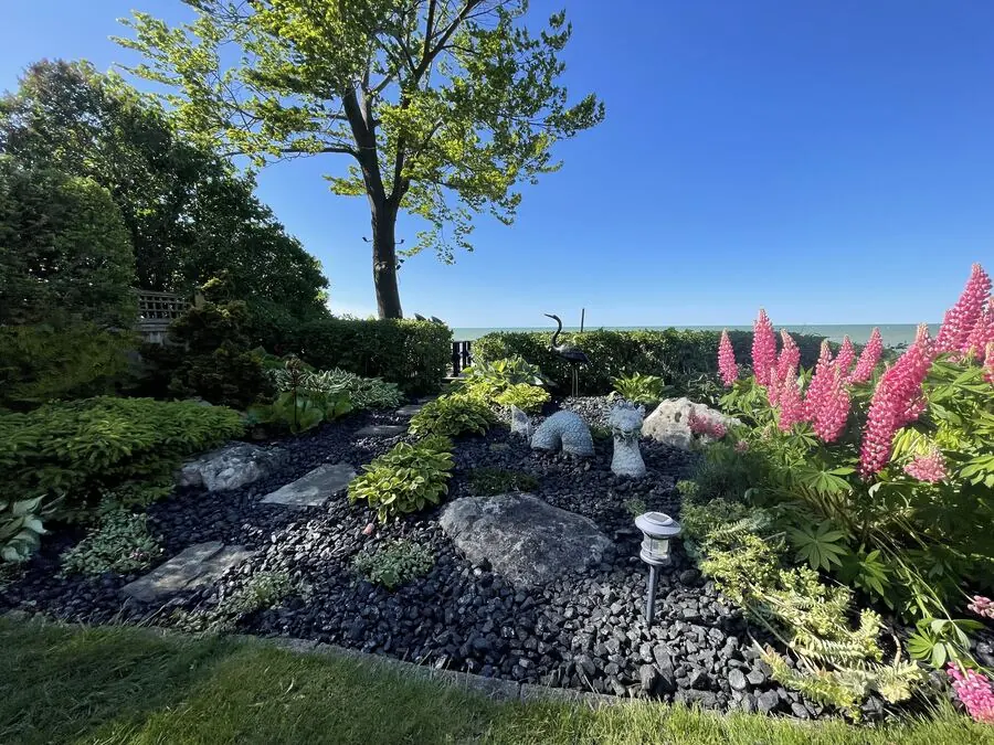 Lakeside rock garden with pink lupins